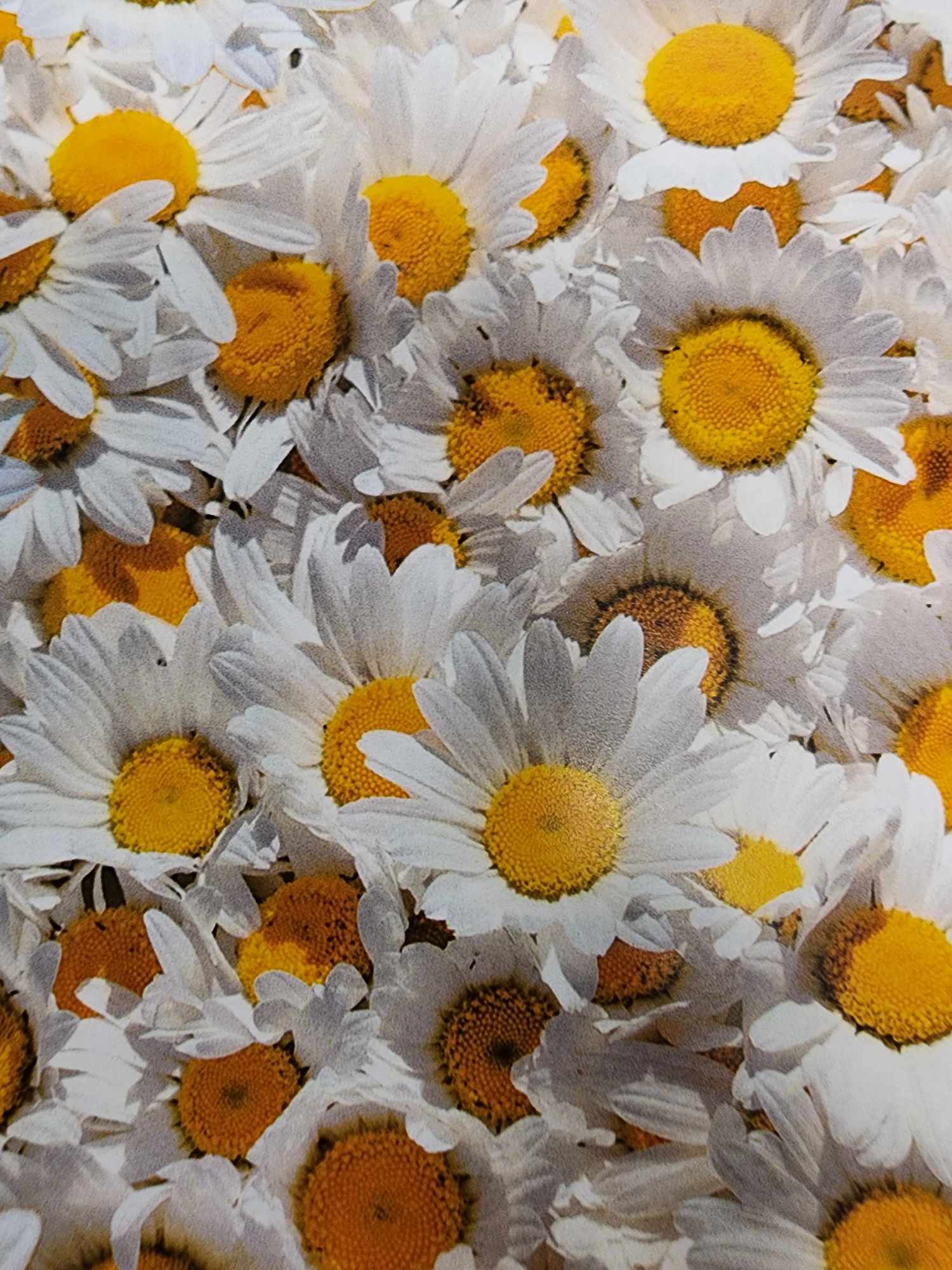 Daisies 6 x 6 Paper Pack